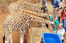 Giraffe Center Half-Day Trip from Nairobi