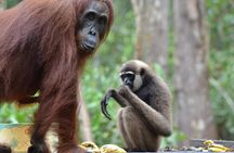 Orangutan Tanjung Puting Day Trip 