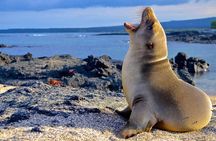 Tour Lobos Island from San Cristobal