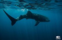 Whale Shark Swimming and Isla Mujeres Beach Tour