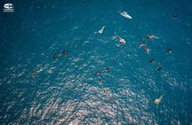 Whale Shark Swimming and Isla Mujeres Beach Tour