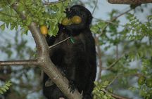 Palo verde National Park Safari & Ceramic Pottery Cultural demo