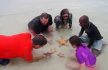 Starfish Point, Stingray City & Coral Garden (3-STOP Adventure)