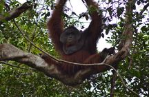 5 Days Truly Orangutan Wildlife Jungle Trail