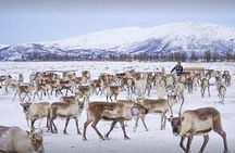 Reindeer Sledding Experience and Sami Culture Tour from Tromso