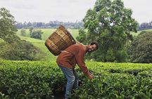 Kiambethu Tea Farm Tour & Lunch From Nairobi
