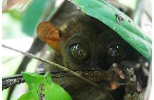 Bohol: Bilar - Night Safari Tour