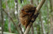 Bohol: Bilar - Night Safari Tour