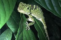 Bohol: Bilar - Night Safari Tour