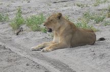 Chobe Full Day Safari Trip