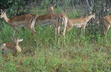 Chobe Full Day Safari Trip