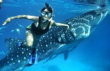 Join Tour: Bohol to Oslob Cebu Whale Shark Experience