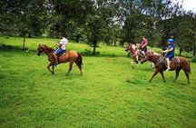 Wild Life And Horseback Riding Through The Rain Forest