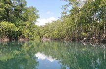 Damas Island Kayaking Tour From Manuel Antonio