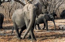 Hwange Full Day Trip