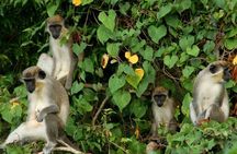 St Kitts Rainforest Tour