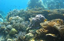 Scuba diving in PADANG BAY BALI