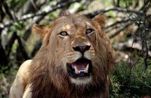 Kruger National Park - 2 Days (Open Vehicle)