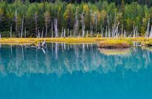 Glacier & Wildlife Discovery Tour