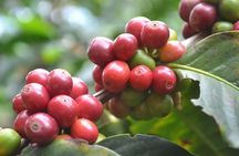 Coffee and Culture in Santa Rosa de Cabal