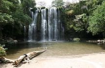 Rainforest Tour - Wanna see Sloths?