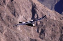 2 Day - Colca Canyon and Condor Tour from Arequipa, Peru - Group Service 