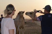  Dune Buggy Safari Evening & Morning From Dubai 