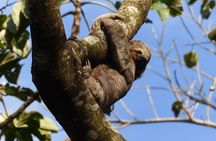 Santa Cruz Sloth and Wildlife Tour
