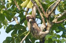Santa Cruz Sloth and Wildlife Tour