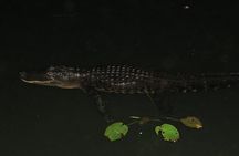 Private Madras Crocodile Bank Tour from Mahabalipuram