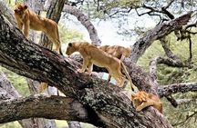 6-Day Best of Tanzania Lake Manyara, Serengeti, Ngorongoro & Tarangire - Comfort