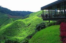 2Days 1Night Cameron Highland and Penang Island Private Tour from Kuala Lumpur