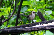 Birdwatching Tour in Giron and Yunguilla Jocotoco Reserve from Cuenca
