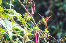 Birdwatching Tour in Giron and Yunguilla Jocotoco Reserve from Cuenca