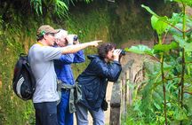 Birdwatching Tour, Via Gualaceo to the Eastern slope from Cuenca