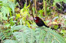 Birdwatching Tour, Via Gualaceo to the Eastern slope from Cuenca