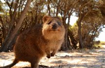 Fly to Rottnest Island by Plane