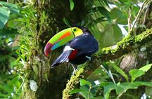Birdwatching Tour at Mistico Park
