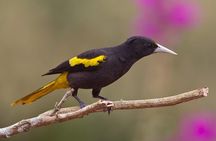 Birdwatching to the Mangrove of Paredon (From Puerto Quetzal) Private Tour
