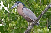 Birdwatching to the Mangrove of Paredon (From Puerto Quetzal) Private Tour