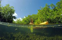 Magic Mangrove Paddle in Beef Island Lagoon