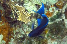 Grand Turk - Amazing Wall Snorkeling Tour