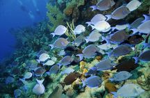 Grand Turk - Amazing Wall Snorkeling Tour