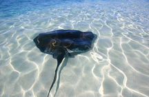  Gibbs Cay Stingray and Conch Dive Adventure