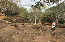 Day Tour to Sigiriya Rock Fortress & Dambulla Rock Cave Temple.