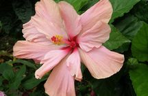 Half Day Tour St Nicholas Abbey and The Barbados Wildlife Reserve