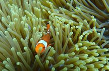 Snorkeling Day Trip To Lembongan and Penida