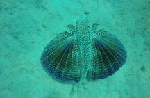 Elegance Catamaran turtles swim and lunch cruise