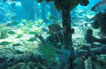 Elegance Catamaran turtles swim and lunch cruise