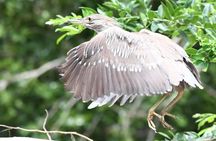 Palo Verde National Park Boat Tour